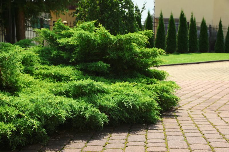 Juniper Pruning in Ventura County, CA