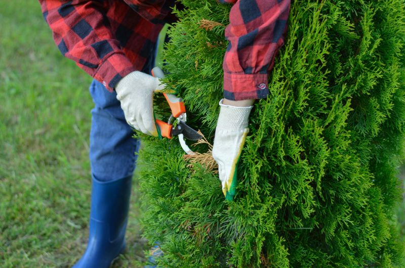 Juniper Trimming in Rockwall, TX