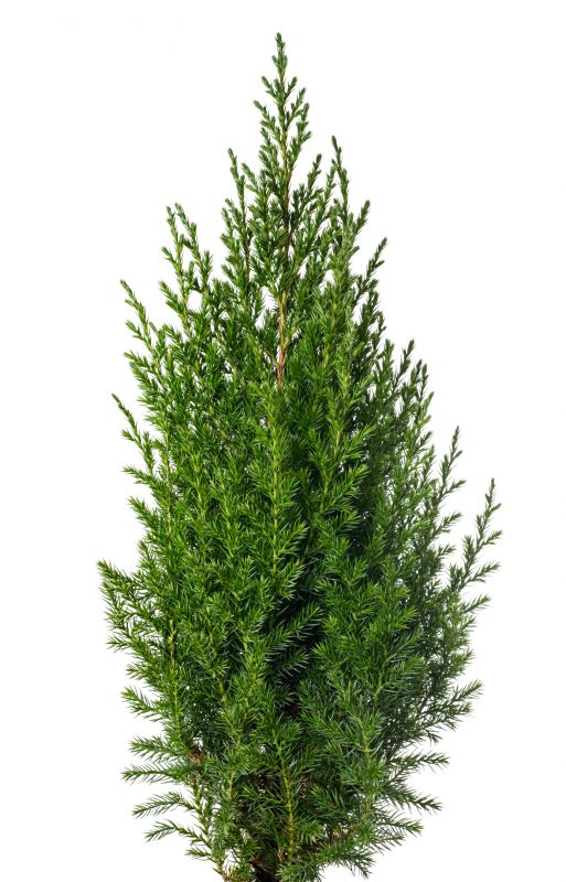Juniper Trimming in Ventura County, CA