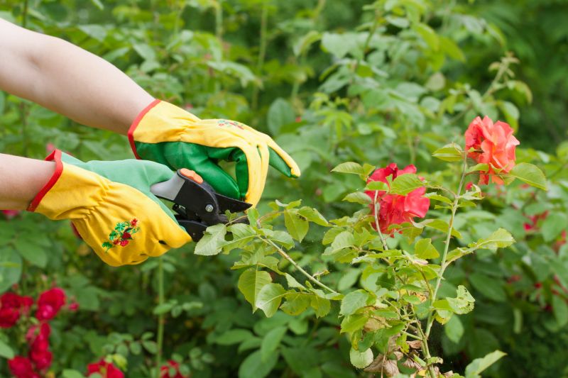 Knockout Roses Pruning in Rockwall, TX