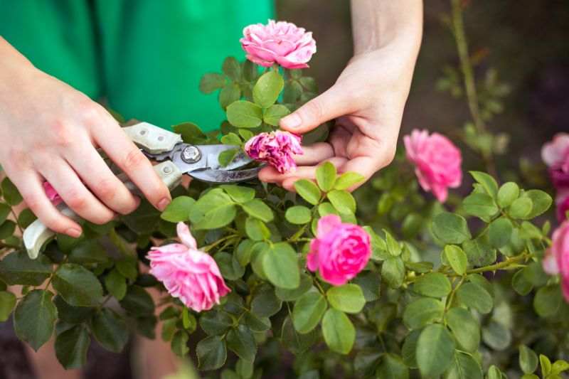 Knockout Roses Pruning in Honolulu, HI