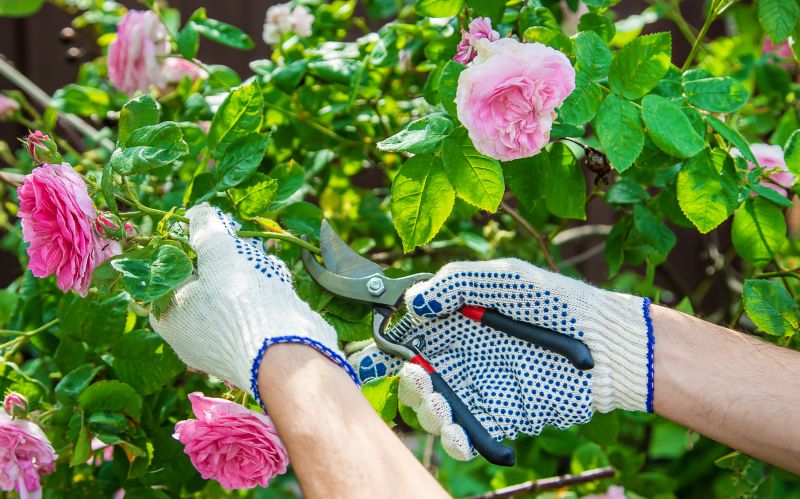 Knockout Roses Pruning in Honolulu, HI