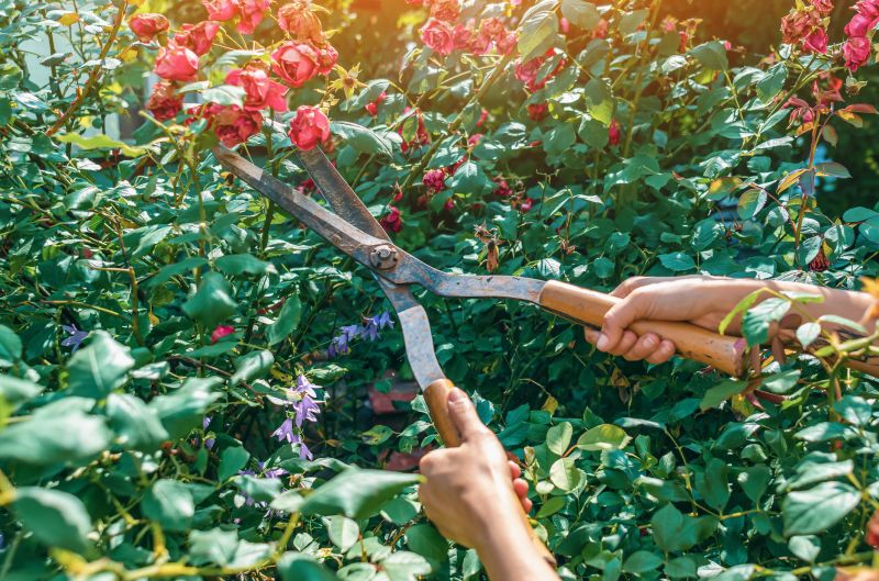 Knockout Roses Pruning in Ventura County, CA