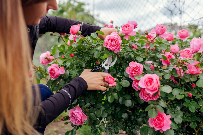 Knockout Roses Pruning in Ventura County, CA