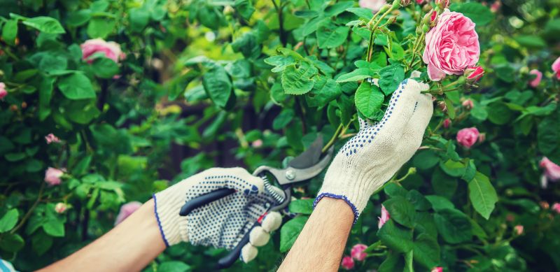 Knockout Roses Pruning in Ventura County, CA