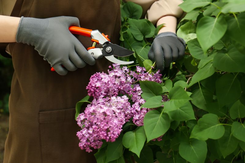 Lilac Trimming Service in Aiken, SC