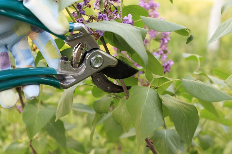 Lilac Trimming Service in Aiken, SC