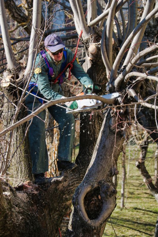 Limb Pruning in Pottstown, PA