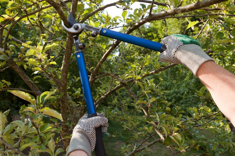 Limb Pruning in Pottstown, PA