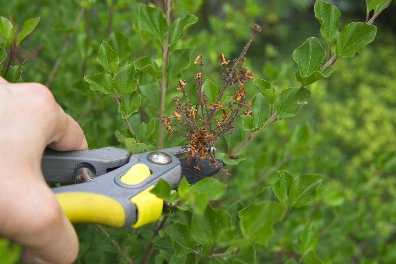 Magnolia Tree Pruning in Allentown, PA