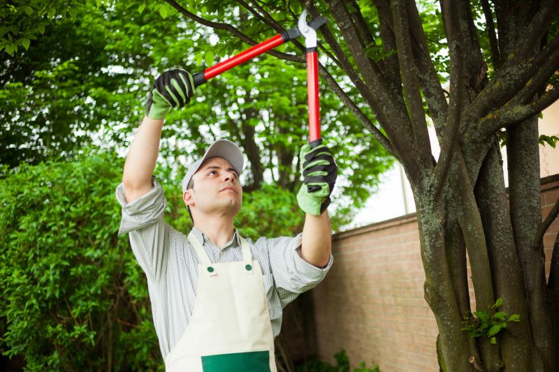 Maple Tree Pruning in Pottstown, PA