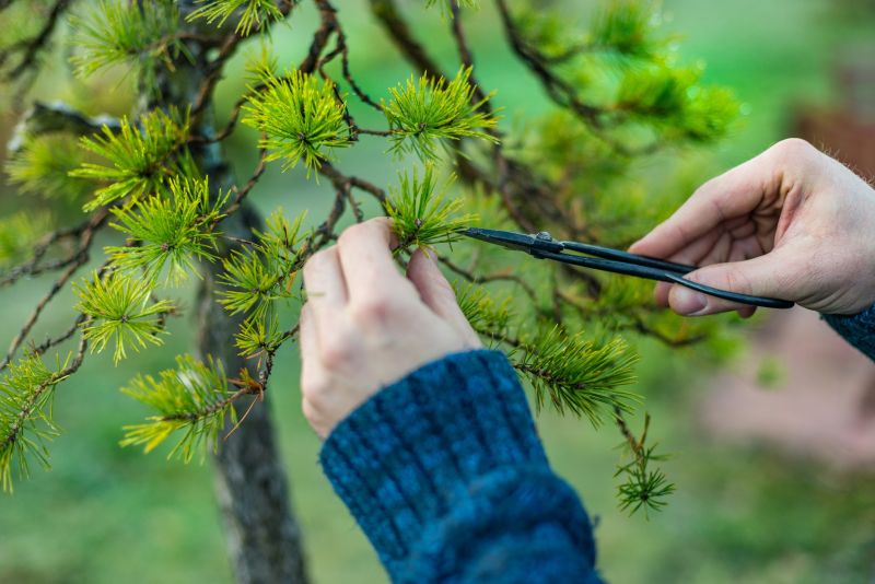 Maple Tree Pruning in Allentown, PA