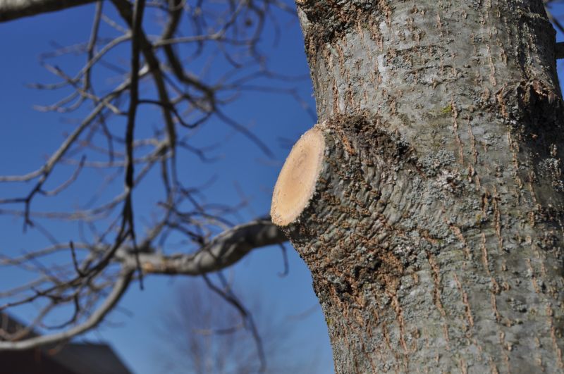 Oak Tree Pruning in Allentown, PA