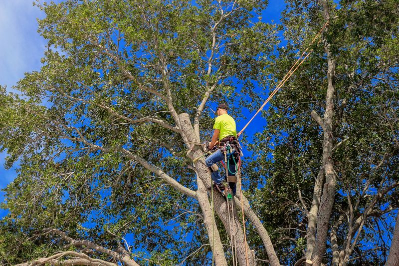 Oak Tree Pruning in Doylestown, PA
