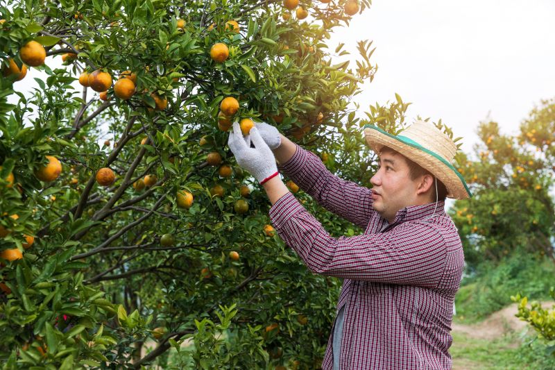 Orchard Tree Pruning in Doylestown, PA