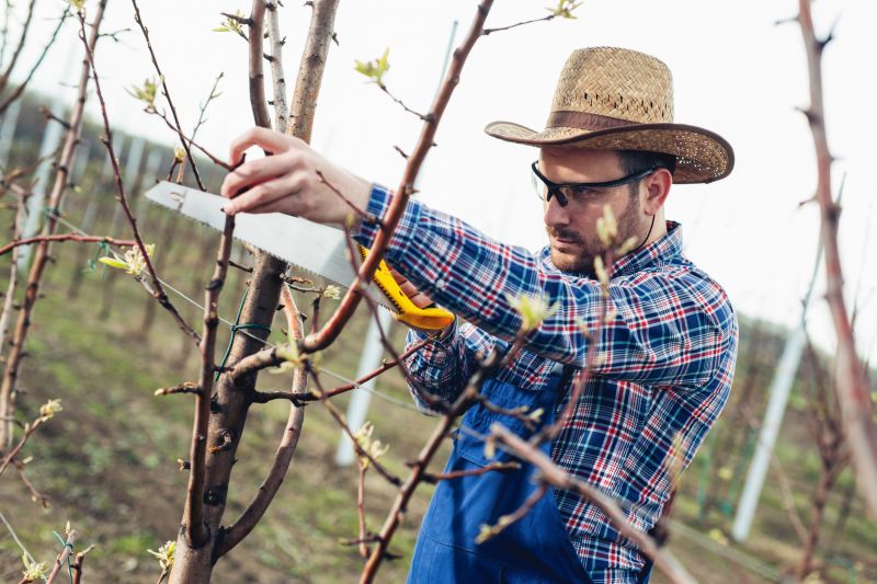 Orchard Tree Pruning in Pottstown, PA