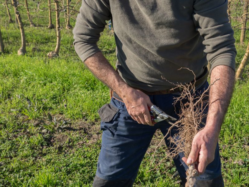 Orchard Tree Pruning in San Jose, CA