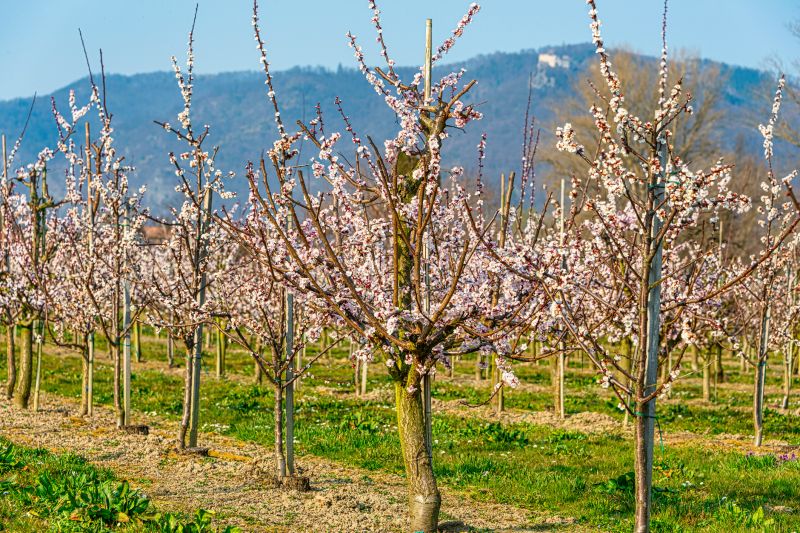 Orchard Tree Pruning in San Jose, CA