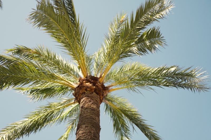 Palm Tree Removal in Allentown, PA