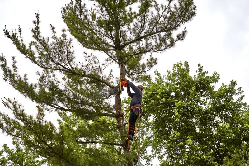 Palm Tree Removal in Reno, NV