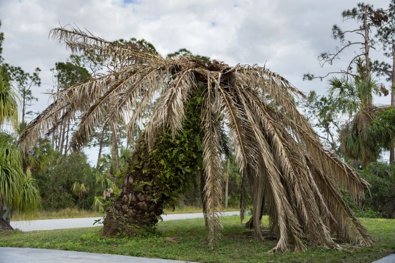 Palm Tree Removal in San Jose, CA