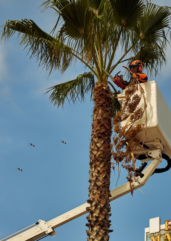 Palm Tree Trimming in Reno, NV