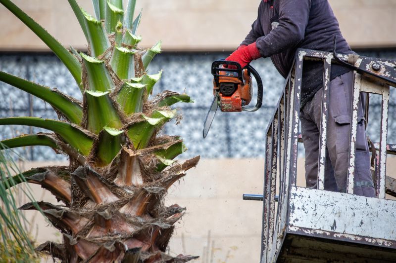 Palm Tree Trimming in Doylestown, PA