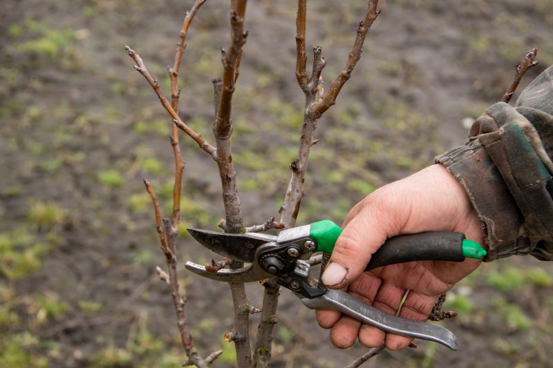 Peach Tree Pruning in San Jose, CA