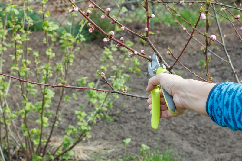 Peach Tree Pruning in Pottstown, PA