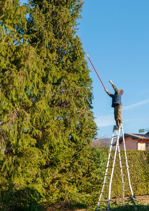 Pine Tree Trimming in Reno, NV