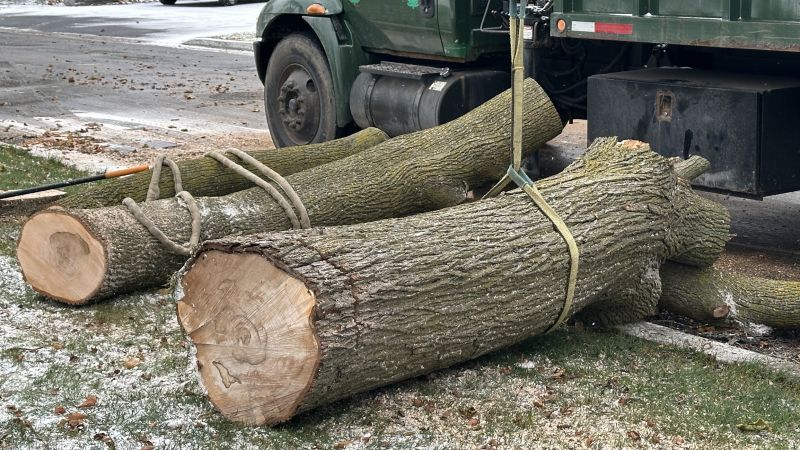 Residential Tree Service in Reno, NV