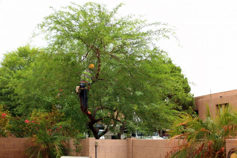 Residential Tree Service in Pottstown, PA