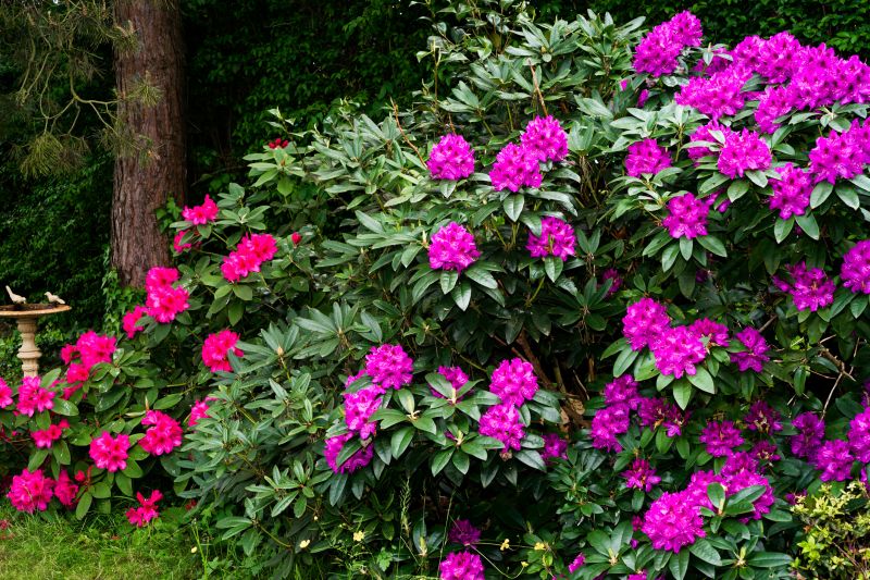 Rhododendron Pruning in Aiken, SC