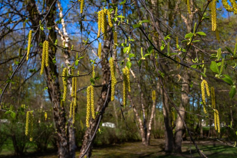 River Birch Trimming in Allentown, PA
