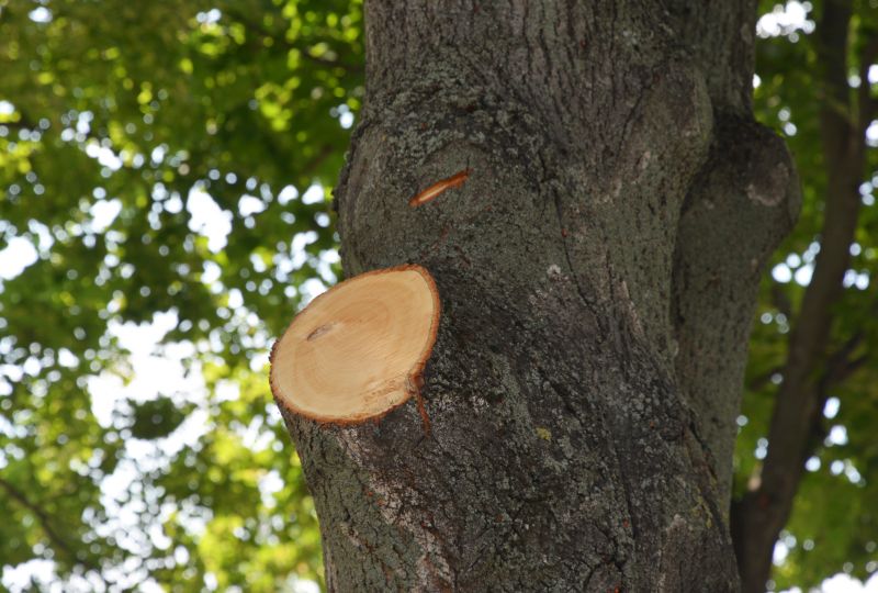 River Birch Trimming in Pottstown, PA