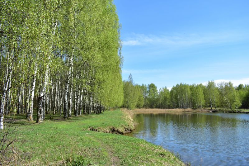 River Birch Trimming in San Jose, CA