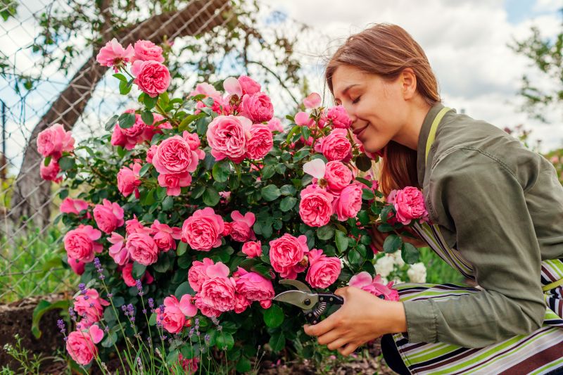 Rose Bush Pruning in Rockwall, TX