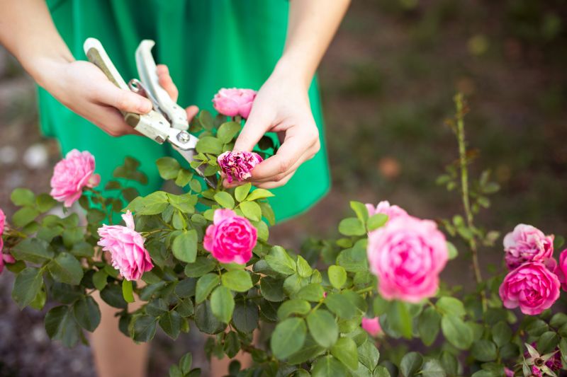 Rose Bush Pruning in Ventura County, CA