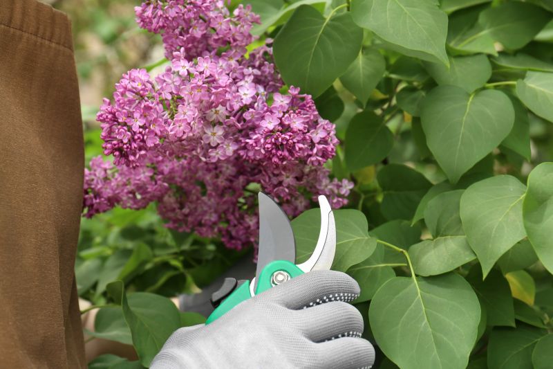 Rose Bush Pruning in Ventura County, CA