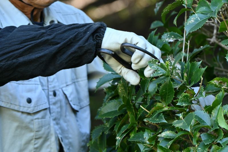 Rose Bush Pruning in Honolulu, HI