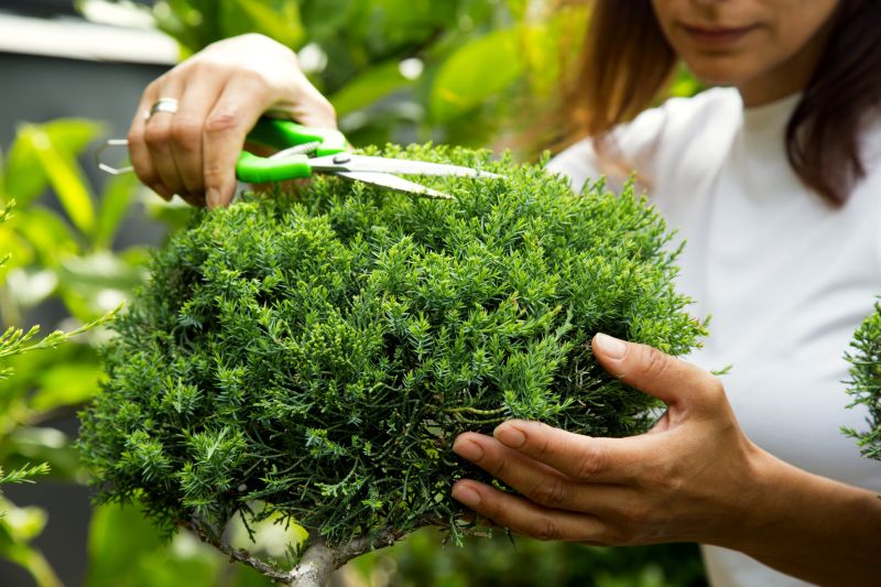 Shrub Pruning in Ventura County, CA