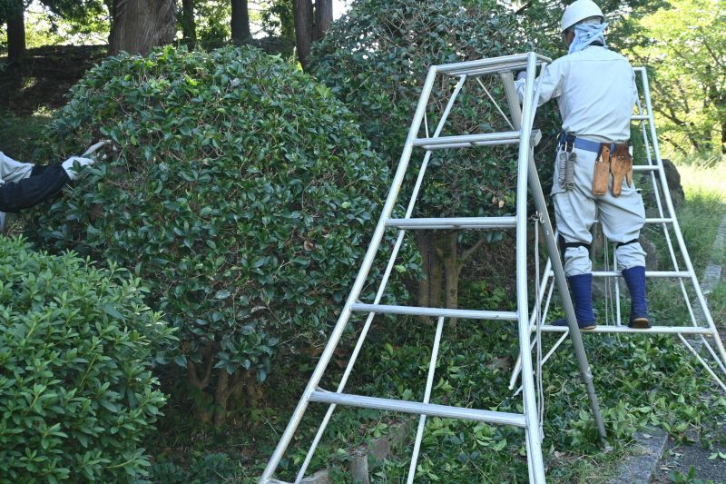 Shrub Shaping in Rockwall, TX
