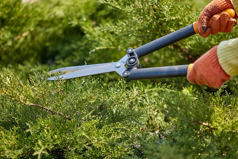 Shrub Trimming in Aiken, SC