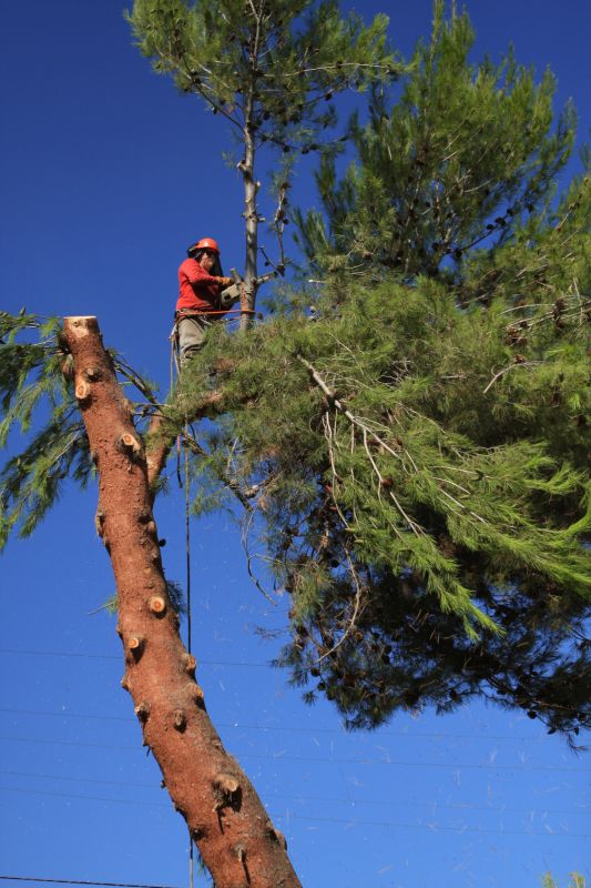 Spruce Tree Removal in Allentown, PA