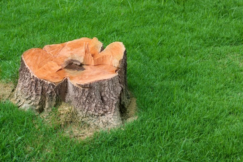 Stump Cutting in Waldorf, MD