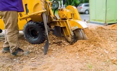 Stump Grinding Service in Calvert County, MD