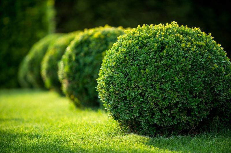 Healthy Topiary Growth