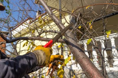 Tree Branch Cutting in Allentown, PA