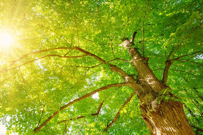 Tree Canopy Thinning in Doylestown, PA