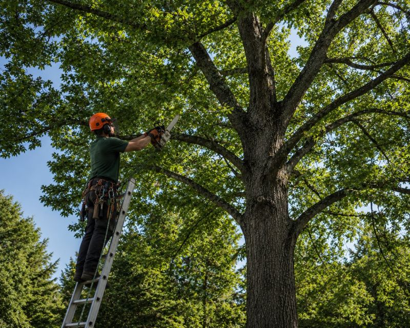 Tree Canopy Thinning in Pottstown, PA